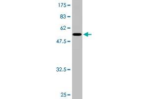 Western Blot detection against Immunogen (51. (TGIF2 anticorps  (AA 1-237))