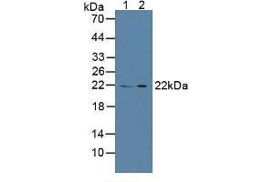 Western blot analysis of (1) Porcine Spleen Tissue and (2) Human 293T Cells. (Calcyphosine anticorps  (AA 1-189))