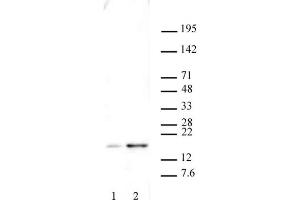 Histone H2AX phospho Ser139 antibody tested by Western blot. (H2AFX anticorps  (pSer139))