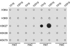 Dot-blot analysis of all sorts of methylation peptides using MonoMethyl-Histone H3-K27 antibody (ABIN3023262, ABIN3023263, ABIN3023264, ABIN1513004 and ABIN6219518). (Histone 3 anticorps  (H3K27me1))