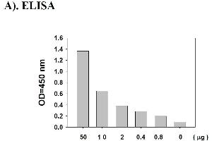 Image no. 2 for Signal Transducer and Activator of Transcription 1, 91kDa (STAT1) ELISA Kit (ABIN625243)