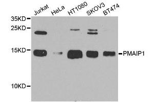 Western blot analysis of extracts of various cell lines, using PMAIP1 antibody (ABIN6003533) at 1/1000 dilution.