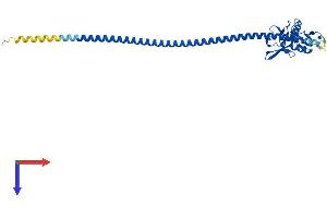 AlphaFold protein structure predicition of Mouse Recombinant Clec4g Protein, UniprotID Q8BNX1