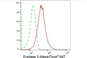 Flow cytometric analysis of Enolase 2 expression in HepG2 cells using Enolase 2 antibody (ABIN7798449), 1:2,000).