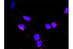 Proximity Ligation Analysis of protein-protein interactions between CDC6 and MCM6.