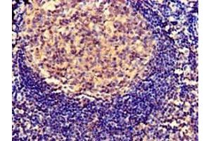 Immunohistochemistry of paraffin-embedded human tonsil tissue using ABIN7163524 at dilution of 1:100
