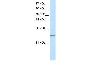 C20ORF20 antibody used at 2.