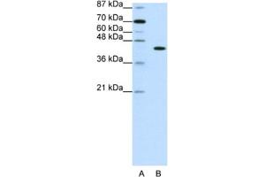 Western Blotting (WB) image for anti-PiggyBac Transposable Element Derived 1 (PGBD1) antibody (ABIN2461949) (PGBD1 anticorps)