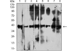 Western blot analysis using CD53 mouse mAb against Raji (1), Ramos (2), Jurkat (3), MOLT4 (4), K562 (5), HL-60 (6), THP-1 (7), and U937 (8) cell lysate. (CD53 anticorps)