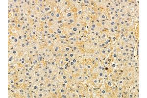TUSC1 Mouse Monoclonal Antibody at 1/100 staining mouse liver tissue by IHC-P. (TUSC1 anticorps)