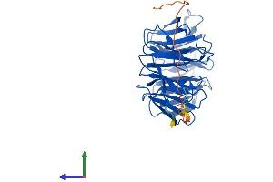 AlphaFold protein structure predicition of Human Recombinant STRAP Protein, UniprotID Q9Y3F4