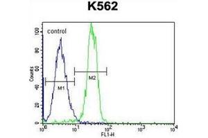 Flow Cytometric analysis of K562 cells using STARD6 Antibody (right histogram) compared to a negative control cell (left histogram). (STARD6 anticorps  (C-Term))