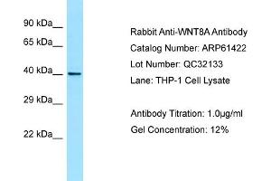 Western Blotting (WB) image for anti-Wingless-Type MMTV Integration Site Family, Member 8A (WNT8A) (C-Term) antibody (ABIN2788800) (WNT8A anticorps  (C-Term))