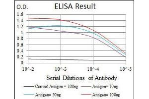 anti-Fibronectin 1 (FN1) antibody