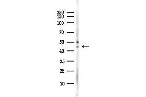 anti-Opiate Receptor-Like 1 (OPRL1) (C-Term) antibody