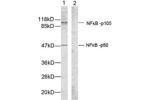 Western blot analysis of extracts from HeLa cells using NF-κB p105/p50 (Ab-907) antibody (E021019). (NFKB1 anticorps)