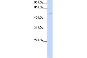 KIF12 antibody used at 1 ug/ml to detect target protein. (KIF12 anticorps  (N-Term))
