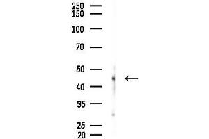 anti-Programmed Cell Death 2-Like (PDCD2L) (Internal Region) antibody
