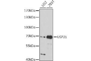 Western blot analysis of extracts of various cell lines, using USP21 antibody (ABIN7271149) at 1:1000 dilution.
