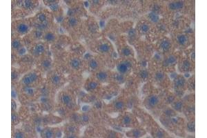 Detection of CNTNAP4 in Mouse Liver Tissue using Polyclonal Antibody to Contactin-associated protein-like 4 (CNTNAP4) (CNTNAP4 anticorps  (AA 402-633))