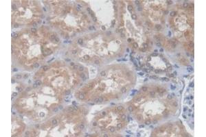 Detection of PCYOX1 in Human Kidney Tissue using Polyclonal Antibody to Prenylcysteine Oxidase 1 (PCYOX1)