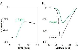 ω-Agatoxin IVA-ATTO Fluor-647N inhibits CaV2.