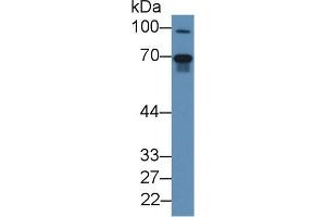 Western blot analysis of Mouse Lung lysate, using Human FGL2 Antibody (2 µg/ml) and HRP-conjugated Goat Anti-Rabbit antibody ( (FGL2 anticorps  (AA 24-439))
