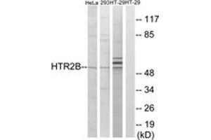Western blot analysis of extracts from HT-29/293/HeLa cells, using HTR2B Antibody. (Serotonin Receptor 2B anticorps  (AA 15-64))