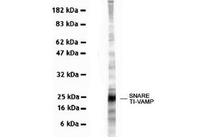 Western Blotting (WB) image for anti-Vesicle-Associated Membrane Protein 7 (VAMP7) antibody (ABIN1109463) (VAMP7 anticorps)