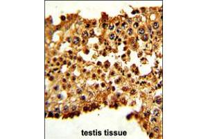 Formalin-fixed and paraffin-embedded human testis tissue with PTTG1 Antibody (N-term), which was peroxidase-conjugated to the secondary antibody, followed by DAB staining.