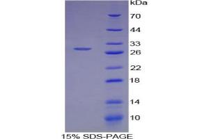 SDS-PAGE analysis of Human ATF4 Protein.