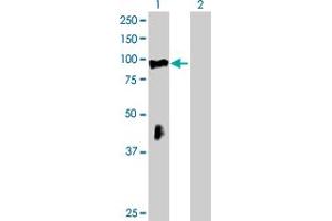 Western Blot analysis of RHOBTB2 expression in transfected 293T cell line by RHOBTB2 MaxPab polyclonal antibody. (RHOBTB2 anticorps  (AA 1-727))
