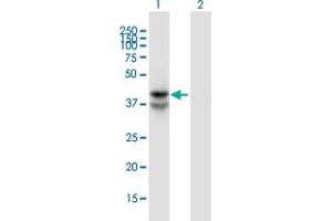 Western Blot analysis of LDHAL6B expression in transfected 293T cell line by LDHAL6B monoclonal antibody (M01), clone 1A3.