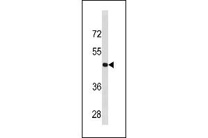 CCNB2 Antibody (Center ) (ABIN1881164 and ABIN2843324) western blot analysis in  cell line lysates (35 μg/lane). (Cyclin B2 anticorps  (AA 182-209))