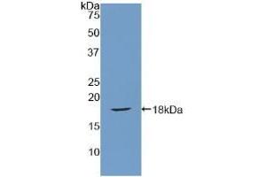 Western blot analysis of recombinant Rat SFRP1. (SFRP1 anticorps  (AA 8-153))