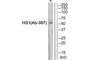 Western Blotting (WB) image for anti-Hematopoietic Cell-Specific Lyn Substrate 1 (HCLS1) (Tyr397) antibody (ABIN1848375) (HCLS1 anticorps  (Tyr397))