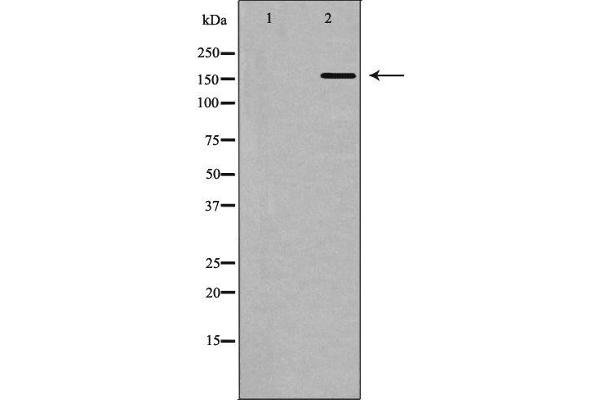 POLA1 anticorps  (N-Term)