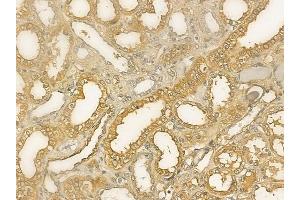 ABIN6264846 and ABIN6273312 at 1/100 staining human normal kidney tissue by IHC-P. (RPS14 anticorps  (Internal Region))