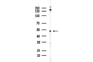 anti-Septin 7 (SEPT7) (C-Term) antibody