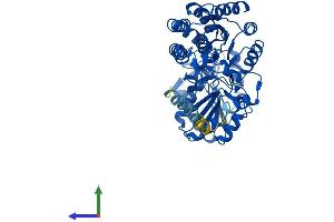 AlphaFold protein structure predicition of Human Recombinant ALDH3A2 Protein, UniprotID P51648