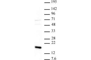 Western Blot: Nuclear extract of HeLa cells (20 µg) probed with the Histone H3 trimethyl Lys36 antibody at a dilution of 1 µg/ml. (Histone 3 anticorps  (H3K36me3))