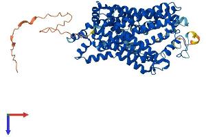 AlphaFold protein structure predicition of Mouse Recombinant Slc6a2 Protein, UniprotID O55192