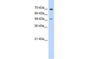 Western Blotting (WB) image for anti-Zinc Finger Protein 821 (ZNF821) antibody (ABIN2461881) (ZNF821 anticorps)