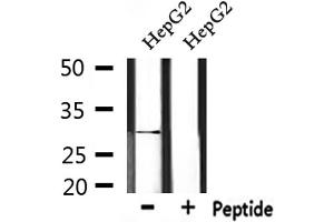 Western blot analysis of extracts from HepG2, using IL33 Antibody. (IL-33 anticorps  (Internal Region))