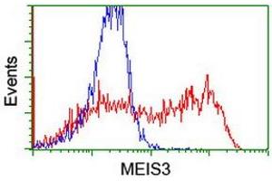 Image no. 2 for anti-Meis Homeobox 3 (MEIS3) (AA 1-261) antibody (ABIN1490672) (MEIS3 anticorps  (AA 1-261))