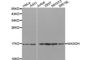 Western Blotting (WB) image for anti-Mago-Nashi Homolog (MAGOH) antibody (ABIN1877064) (MAGOH anticorps)