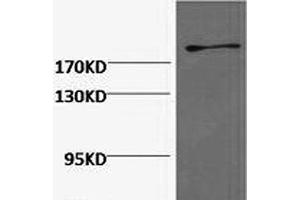 Western Blot analysis of Hela cells using FN1 Monoclonal Antibody at dilution of 1:2000. (Fibronectin 1 anticorps)