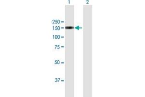 Western Blot analysis of XPO5 expression in transfected 293T cell line by XPO5 MaxPab polyclonal antibody.