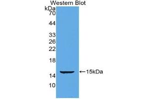 Detection of Recombinant POSTN, Mouse using Polyclonal Antibody to Periostin (POSTN) (Periostin anticorps  (AA 370-494))