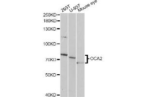Western blot analysis of extracts of various cell lines, using OCA2 antibody (ABIN1876854) at 1:1000 dilution. (OCA2 anticorps)